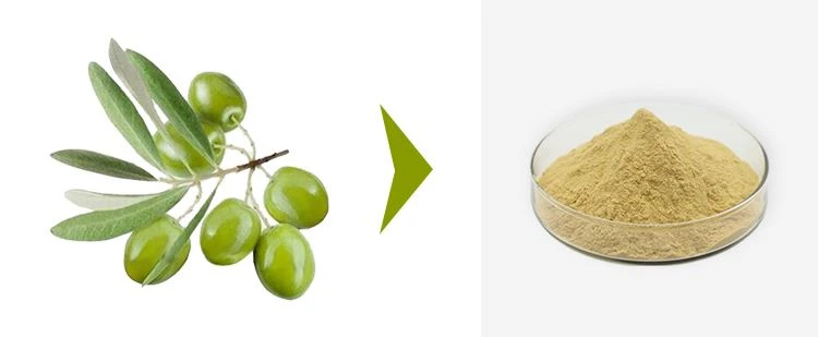 Olive Leaf Extract Oleuropein 1 Olive Leaf Extract Oleuropein 1