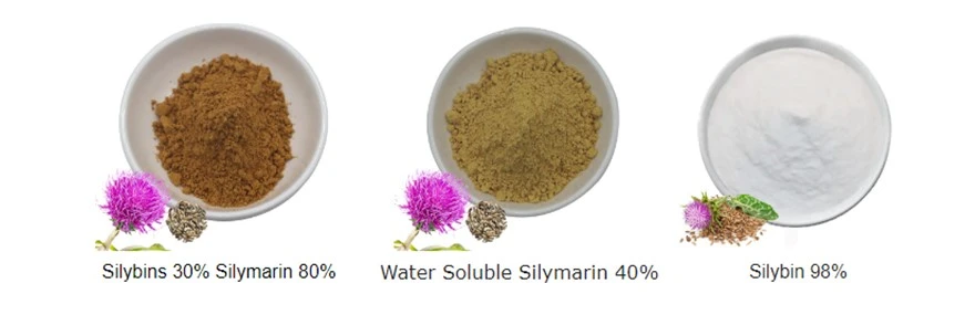 Milk Thistle Seed Extract Silymarin Silybins