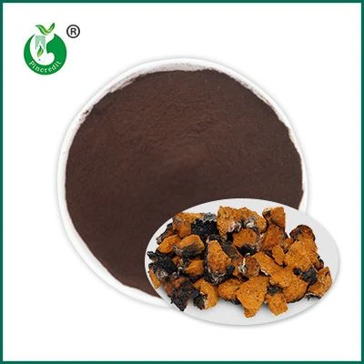 Chaga ekstrakti pulber