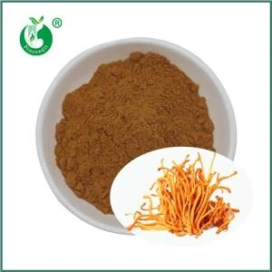 Mis on Cordyceps Militaris'e ekstrakt? Mis on selle peamised koostisosad?